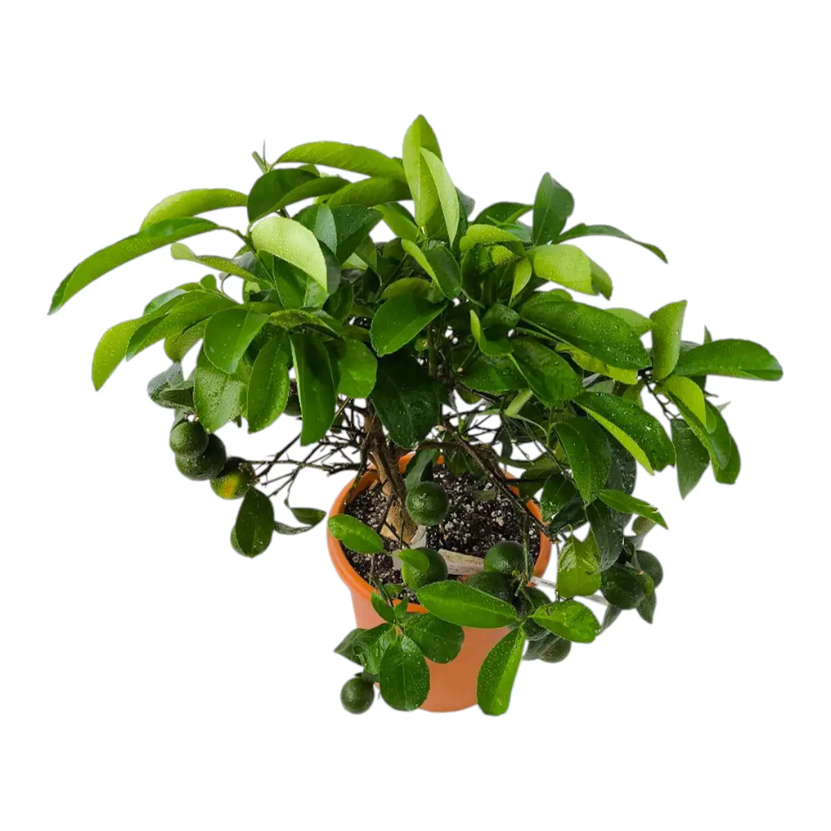 Лимон Неаполь / Lemon otaitensis di Napoli — цитрусовое растение, детальное фото
