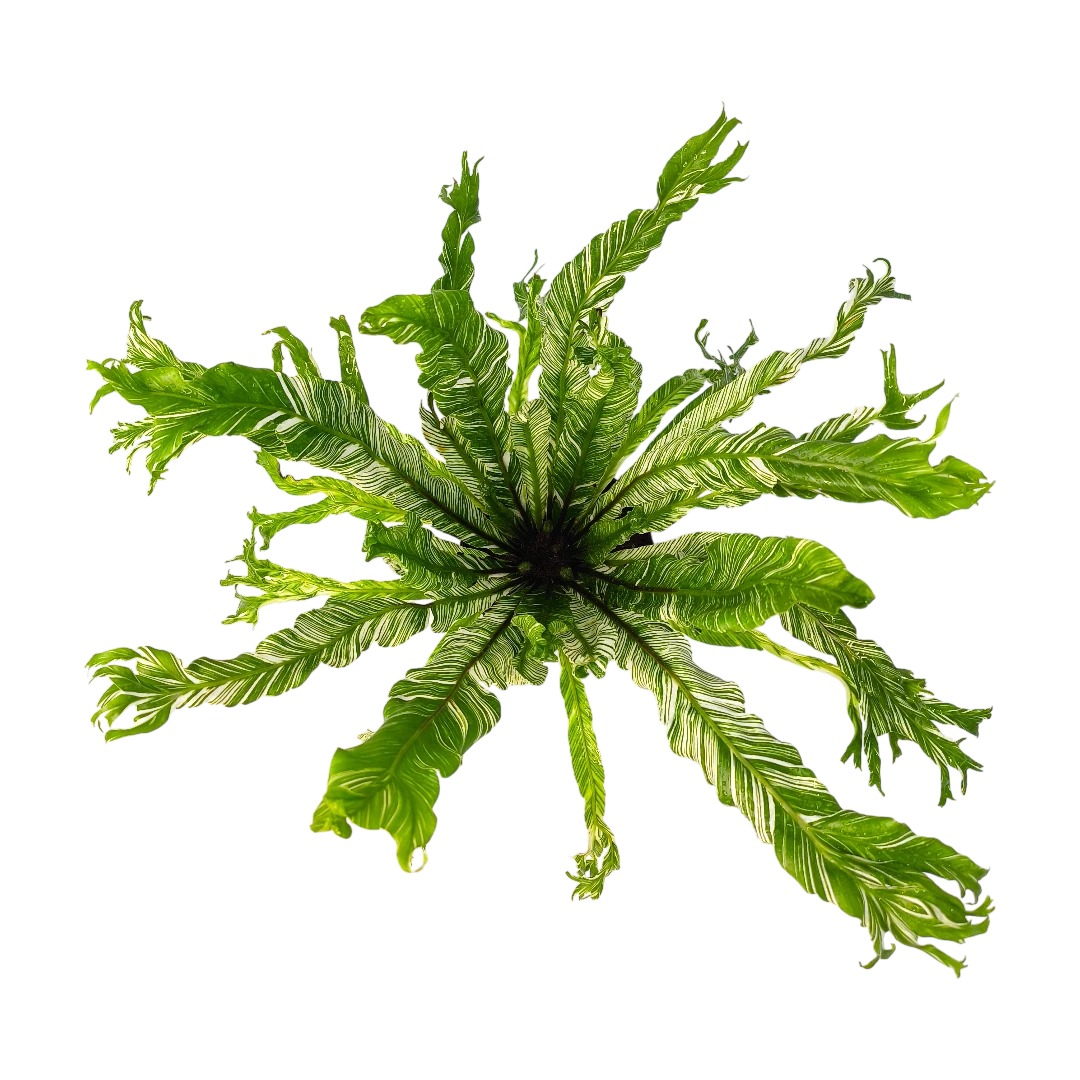 Асплениум Вайт Мунлайт вариегатный / Asplenium nidus Variegata  White Moonlight купить