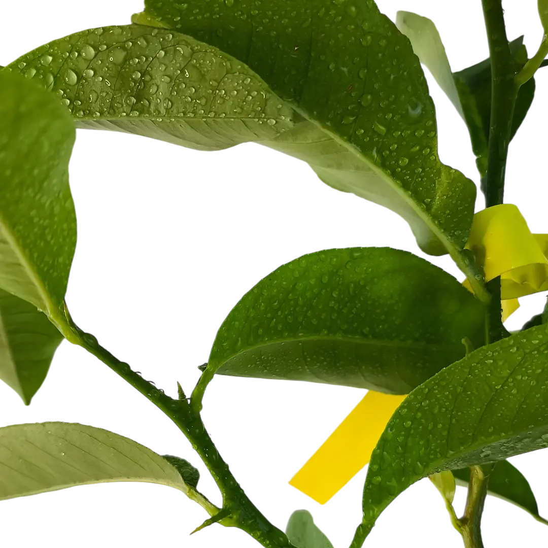 Лимон Волкамериана / Lemon Volkameriana — цитрусовое растение, детальное фото
