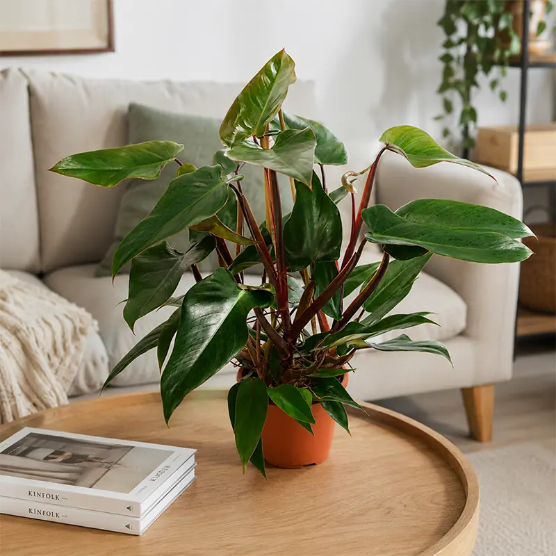 Филодендрон краснеющий / Philodendron erubescens купить