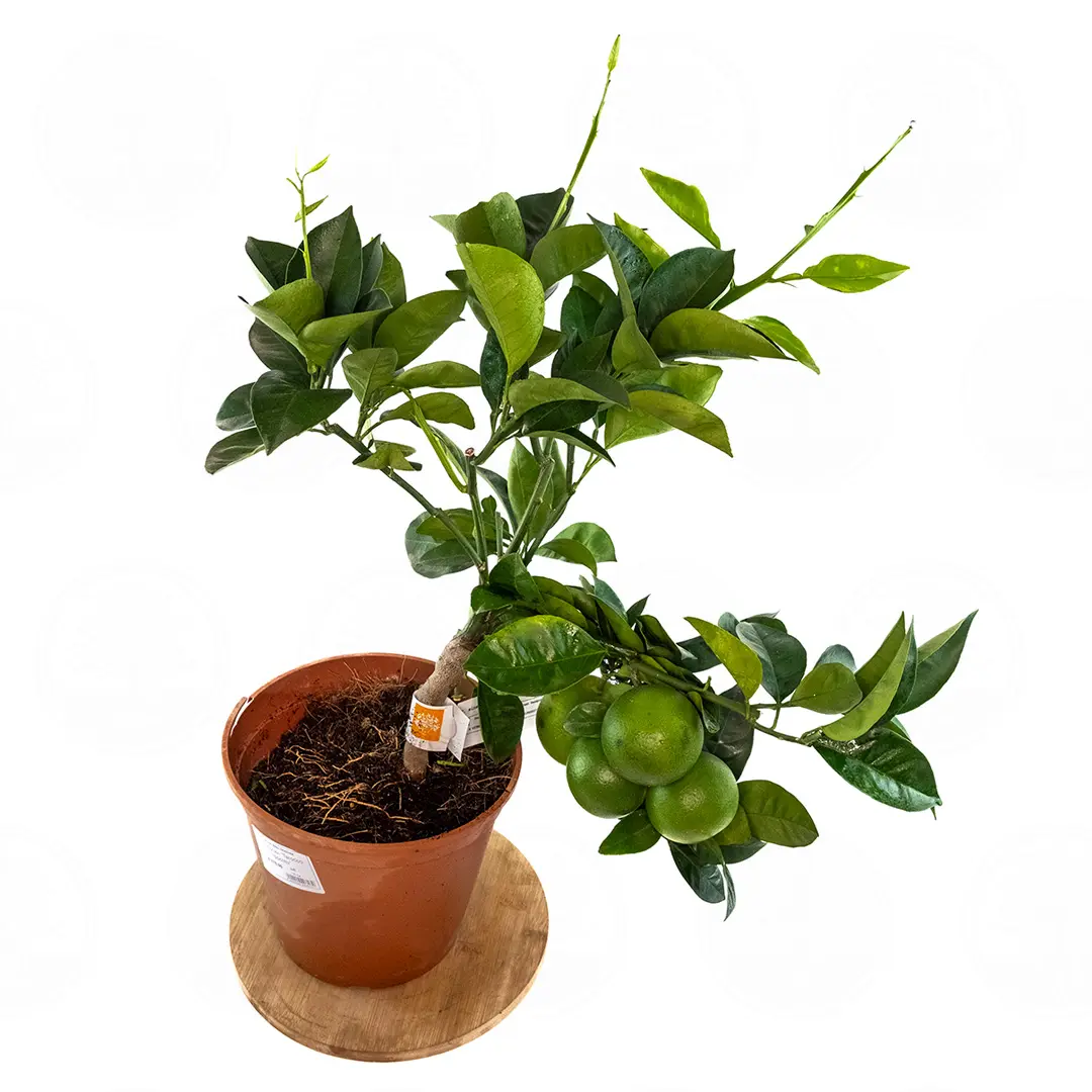Купить апельсин Тарокко Ипполито (Citrus sinensis "Tarocco Ippolito")