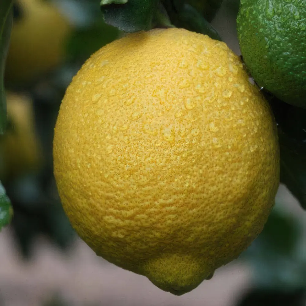 Лимон Виллафранса / Lemon Villafranca — цитрусовое растение, детальное фото
