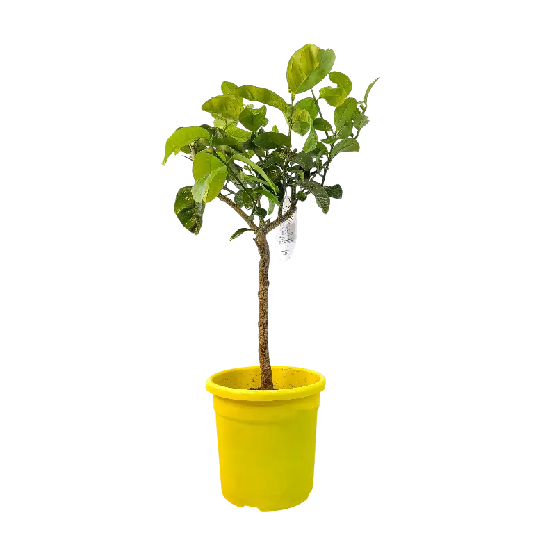 Цитрон Помпия / Citrus medica Pompia — цитрусовое растение, детальное фото
