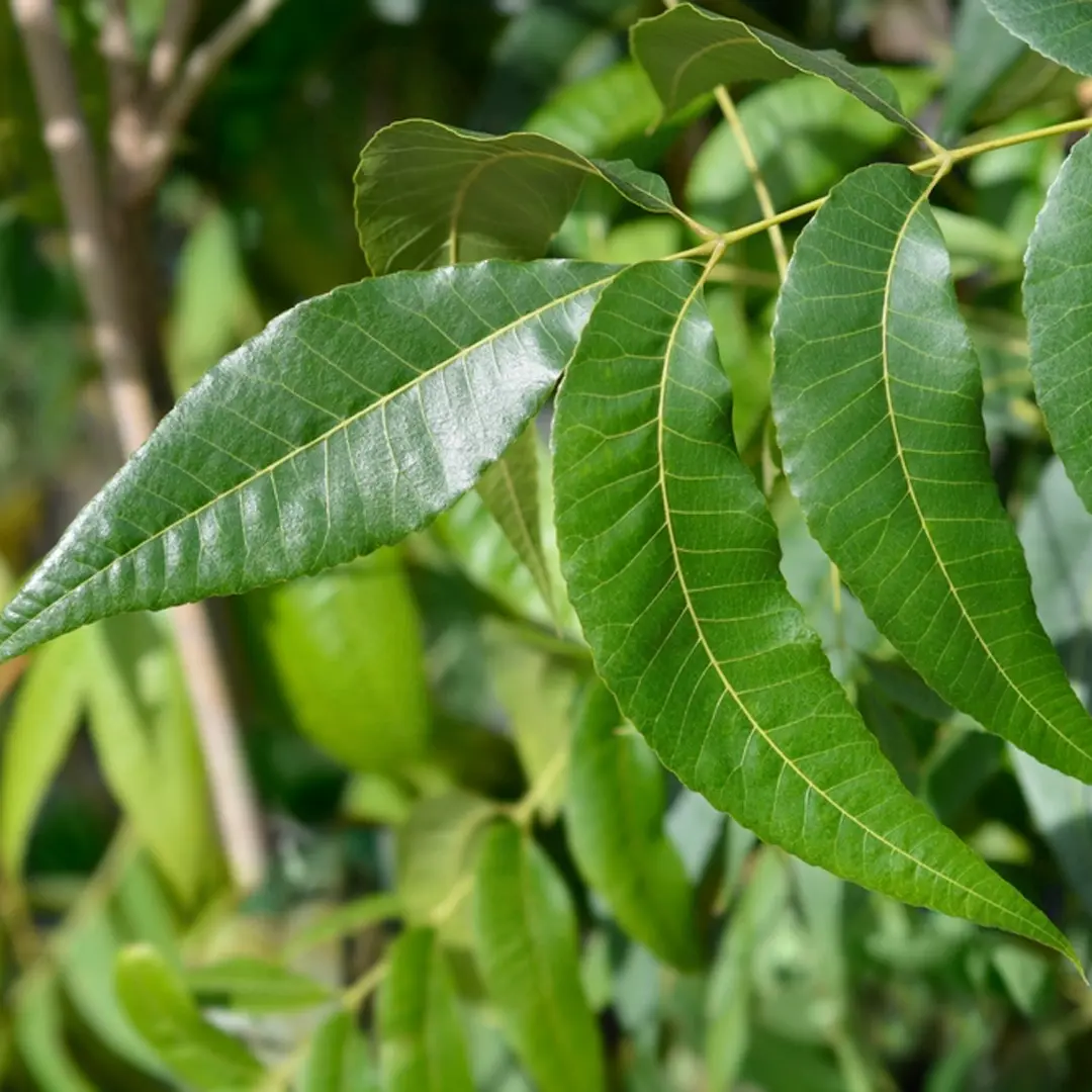 Орех Пекан Carya illinoinensis