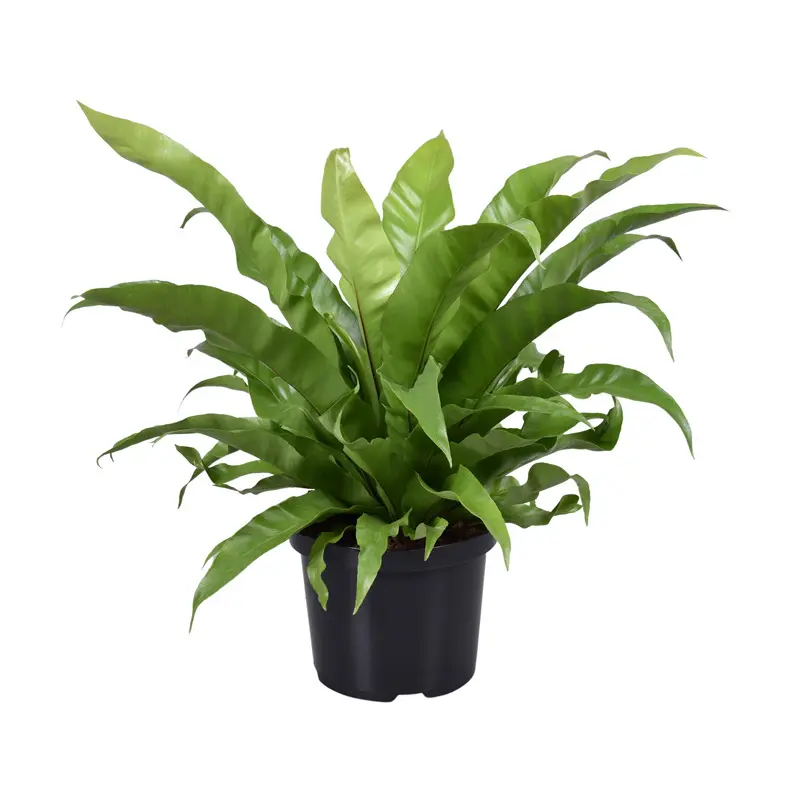 Асплениум / Asplenium Antiquum купить