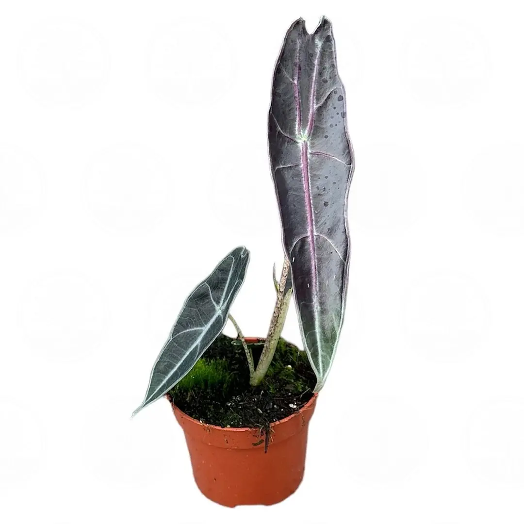 Алоказия longiloba PURPLE купить
