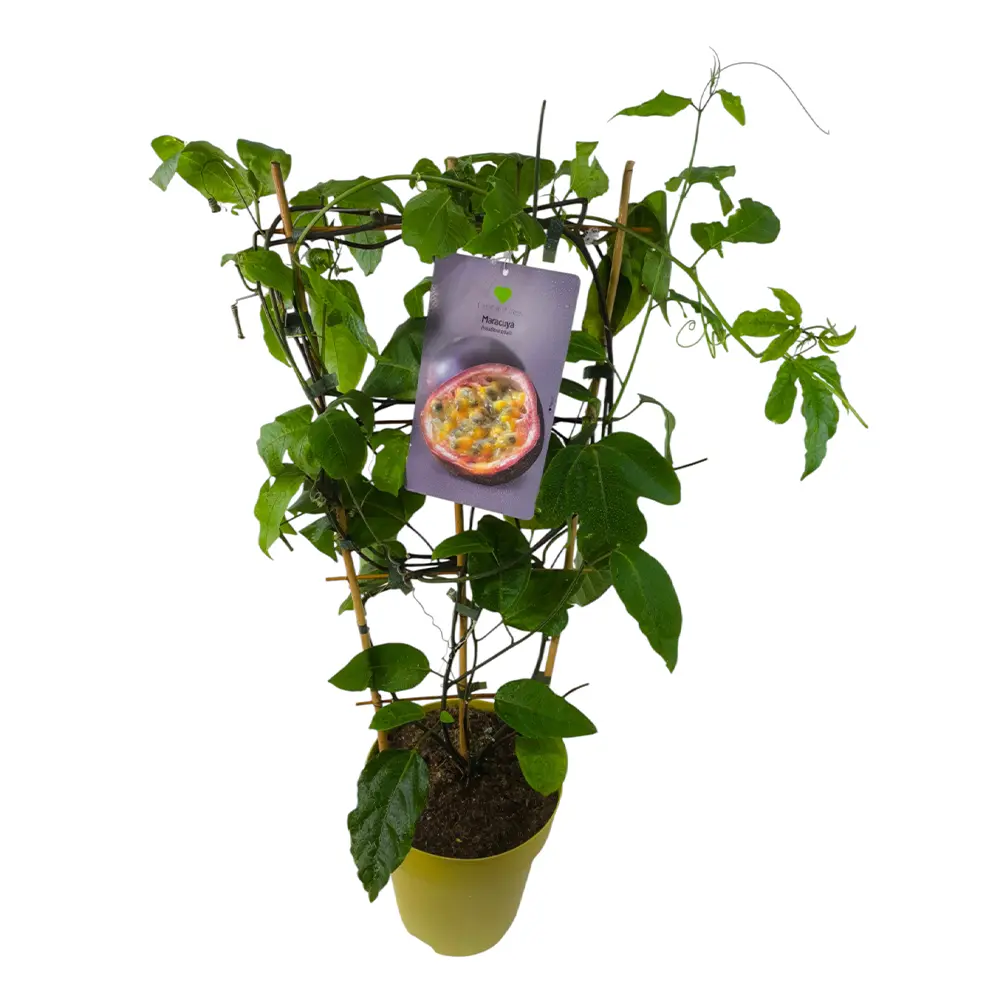 Маракуйя Эдулис / Passion fruit Edulis