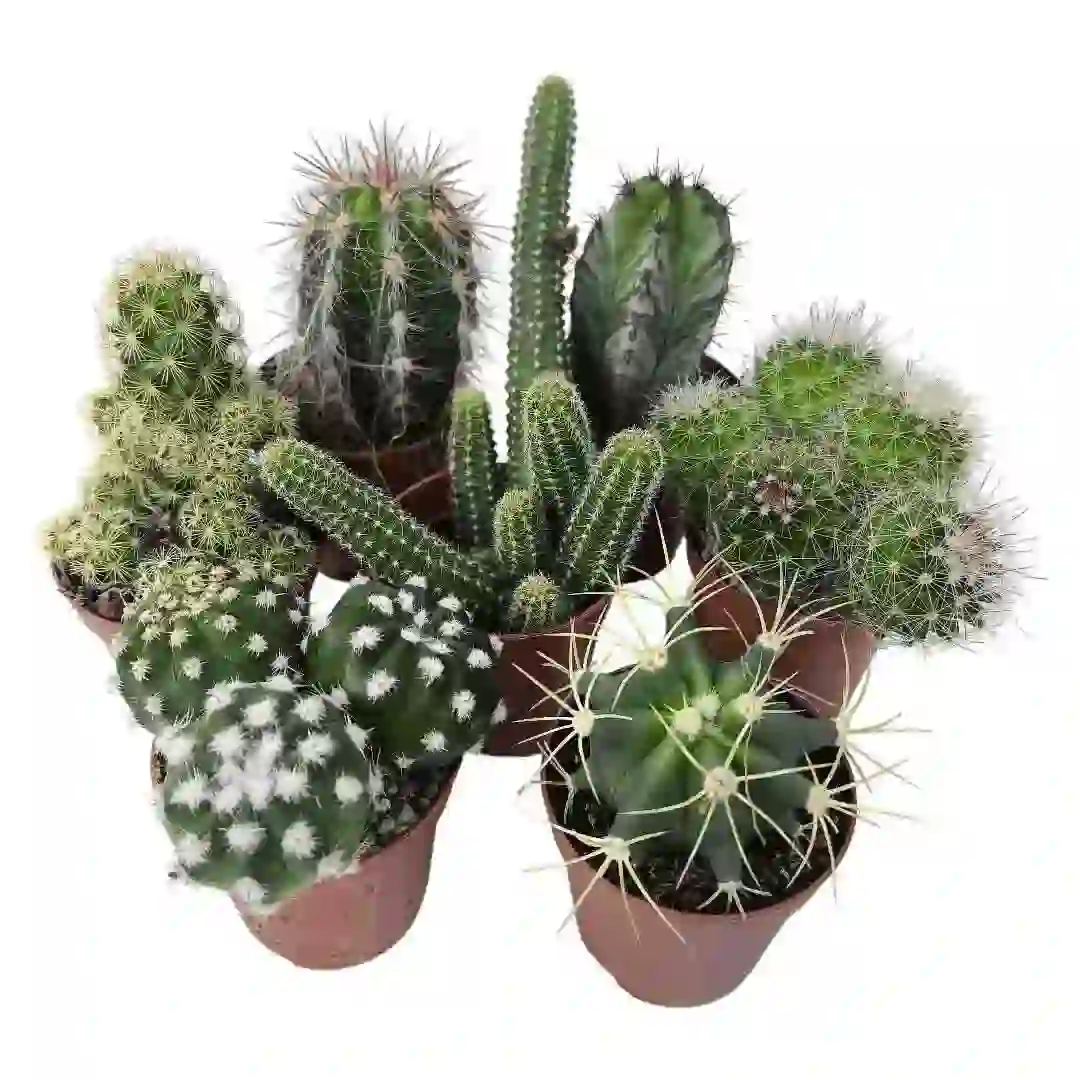 Кактус Микс/ Cactus Mix купить