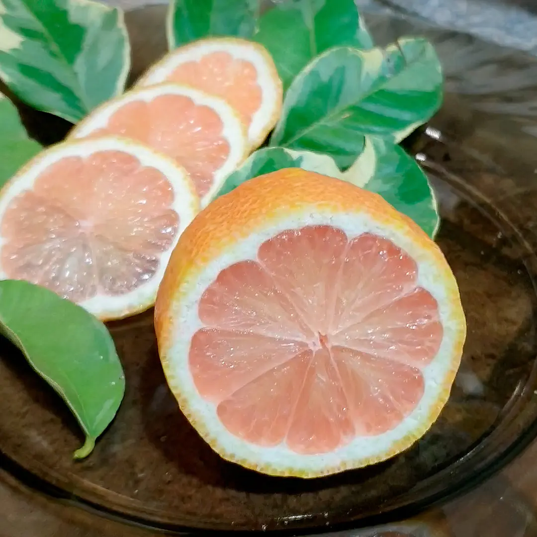 Лимон Эврика Пинк вариегатный / Lemon Eureka Pink — цитрусовое растение, детальное фото
