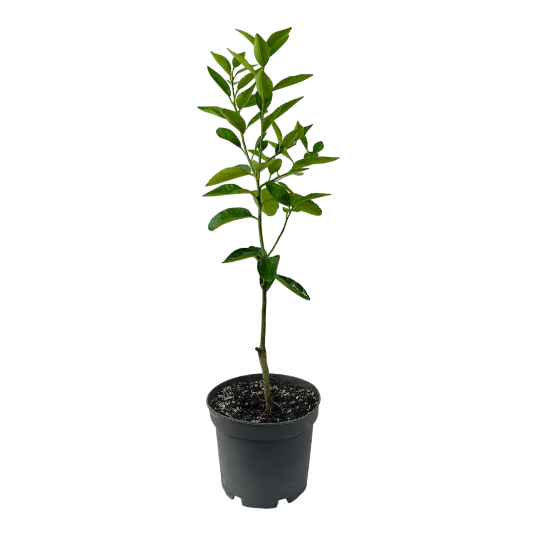Лайм персидский / Lime Persian — цитрусовое растение, детальное фото
