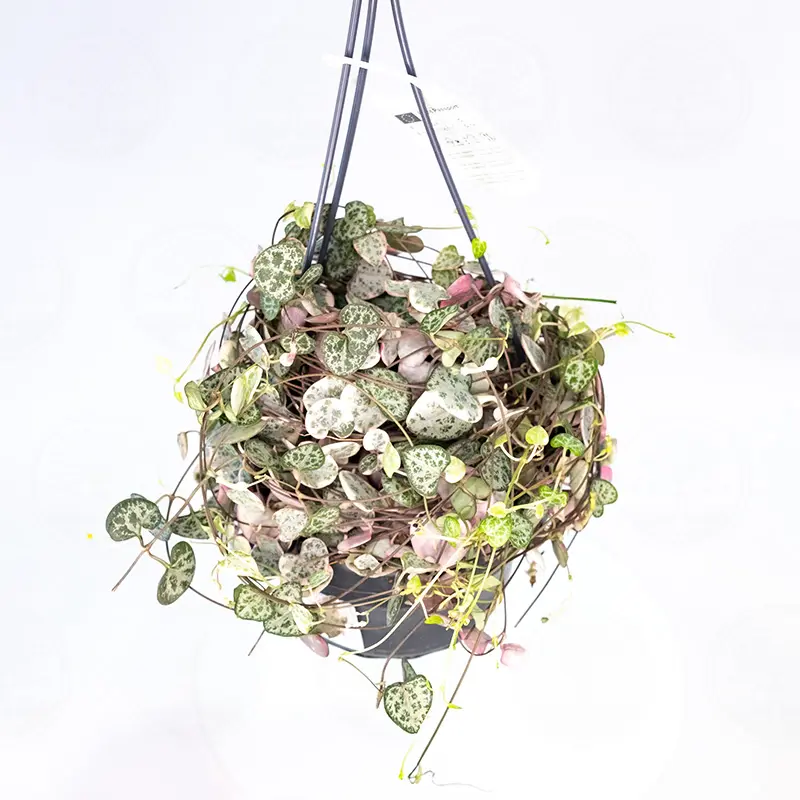 Церопегия  'Variegata' купить