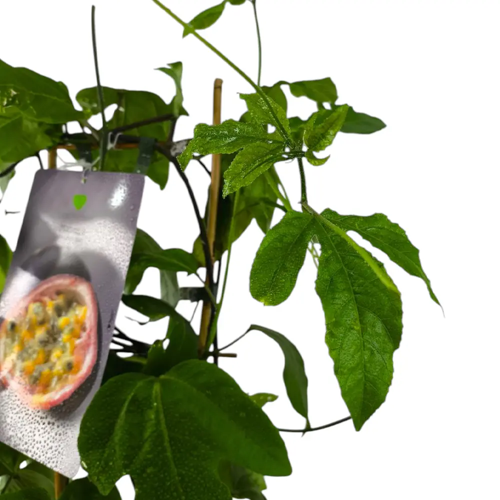 Маракуйя Эдулис / Passion fruit Edulis