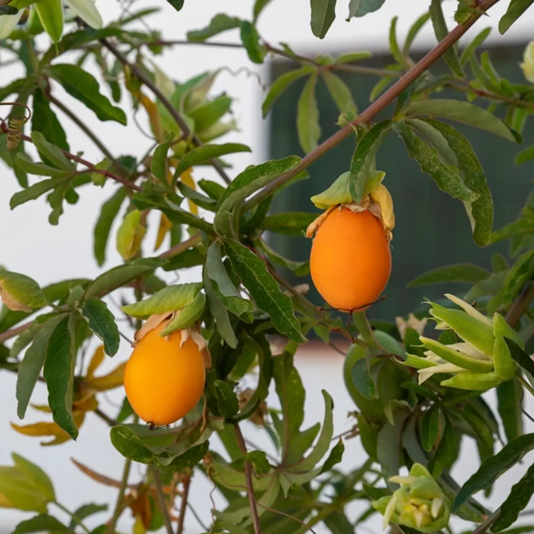 Маракуйя "Amarillo" (желтая) (Passiflora edulis - Maracuya Amarillo)