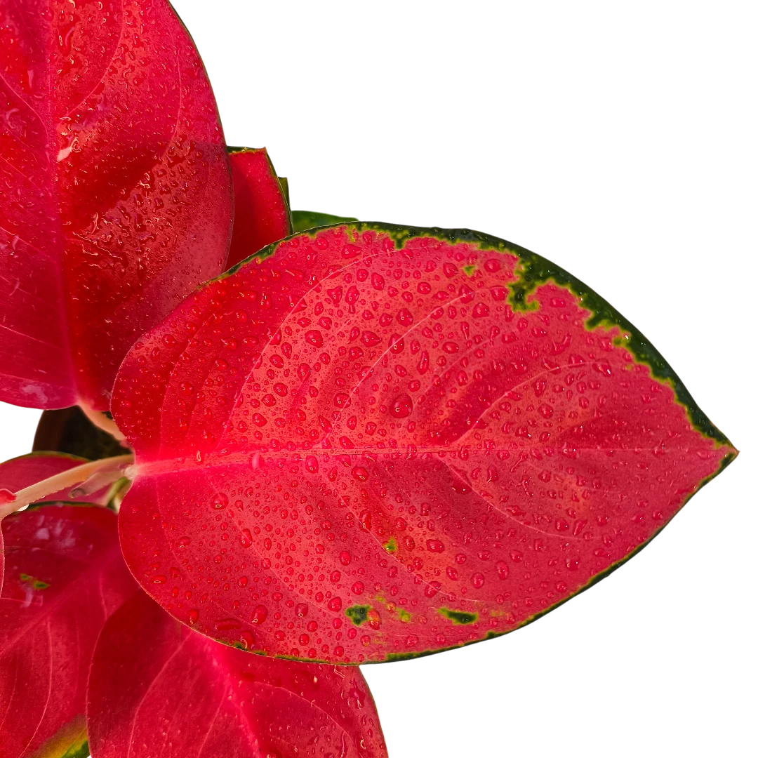 Аглаонема Чайна Ред, Китайская Красная /Aglaonema China Red купить