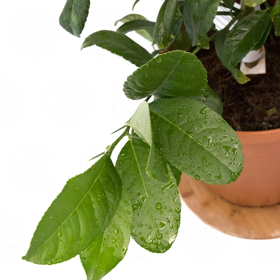 Цитрон Рука Будды вариегатный / Citrus medica Digitata — цитрусовое растение, детальное фото
