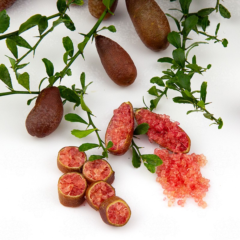 Микроцитрус Миа Роз / Microcitrus Mia Rose — цитрусовое растение, детальное фото
