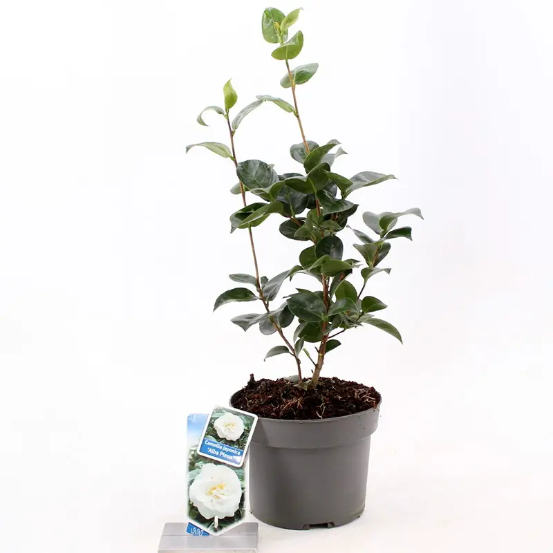 Камелия альба Плена / Camellia Japonica Alba Plena купить