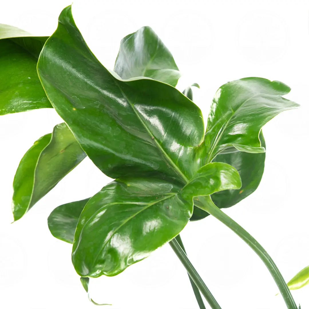 Филодендрон 'Green Wonder' купить