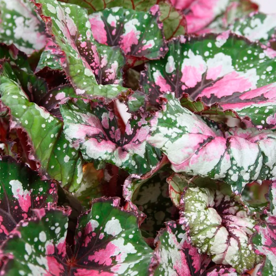 Бегония BELEAF ALASKA CREEK купить