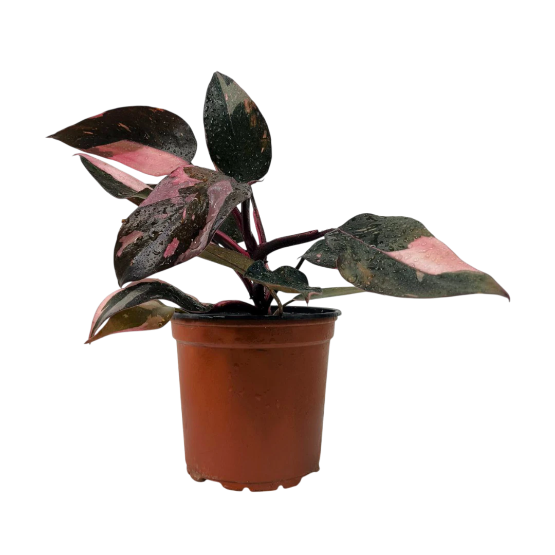 Филодендрон "Pink Marble" купить