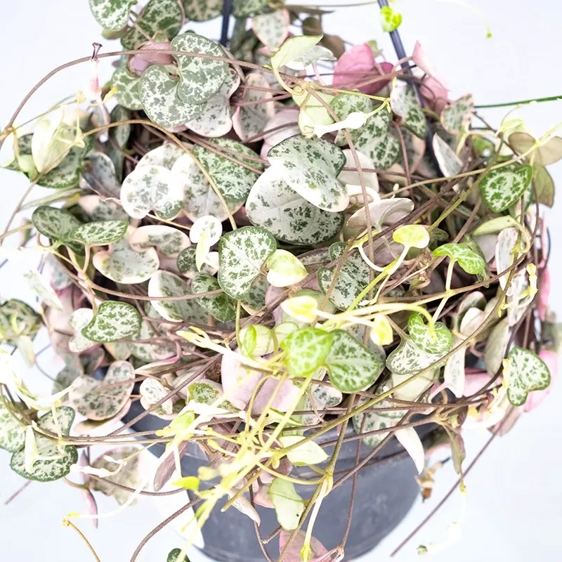 Церопегия  'Variegata' купить