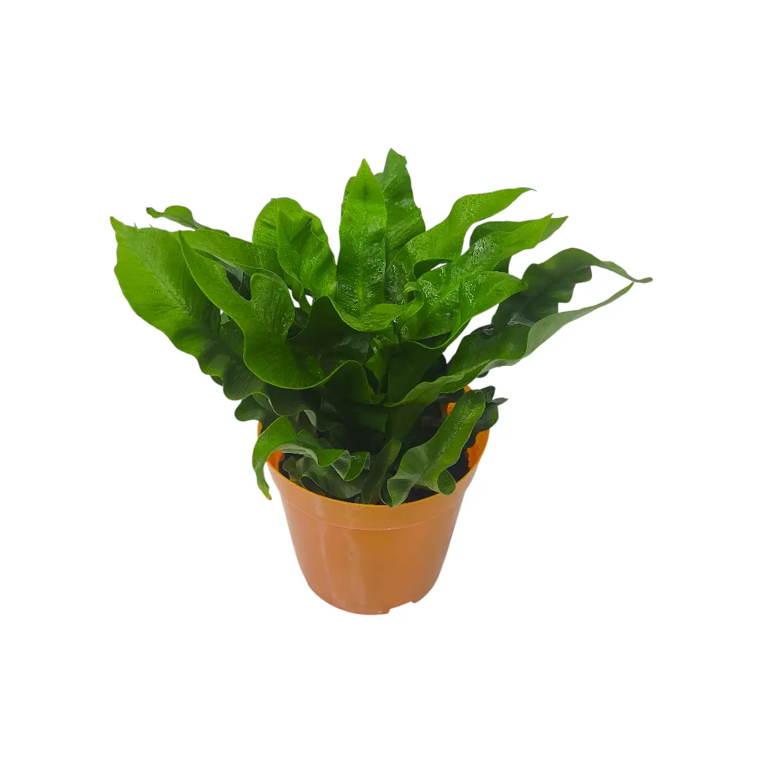 Асплениум Флейм / Asplenium Flame купить
