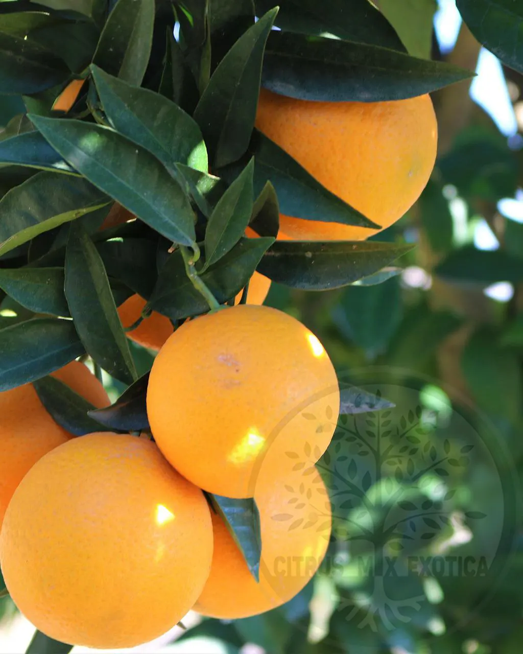 Апельсин Шамути / Orange Shamouti — цитрусовое растение, детальное фото
