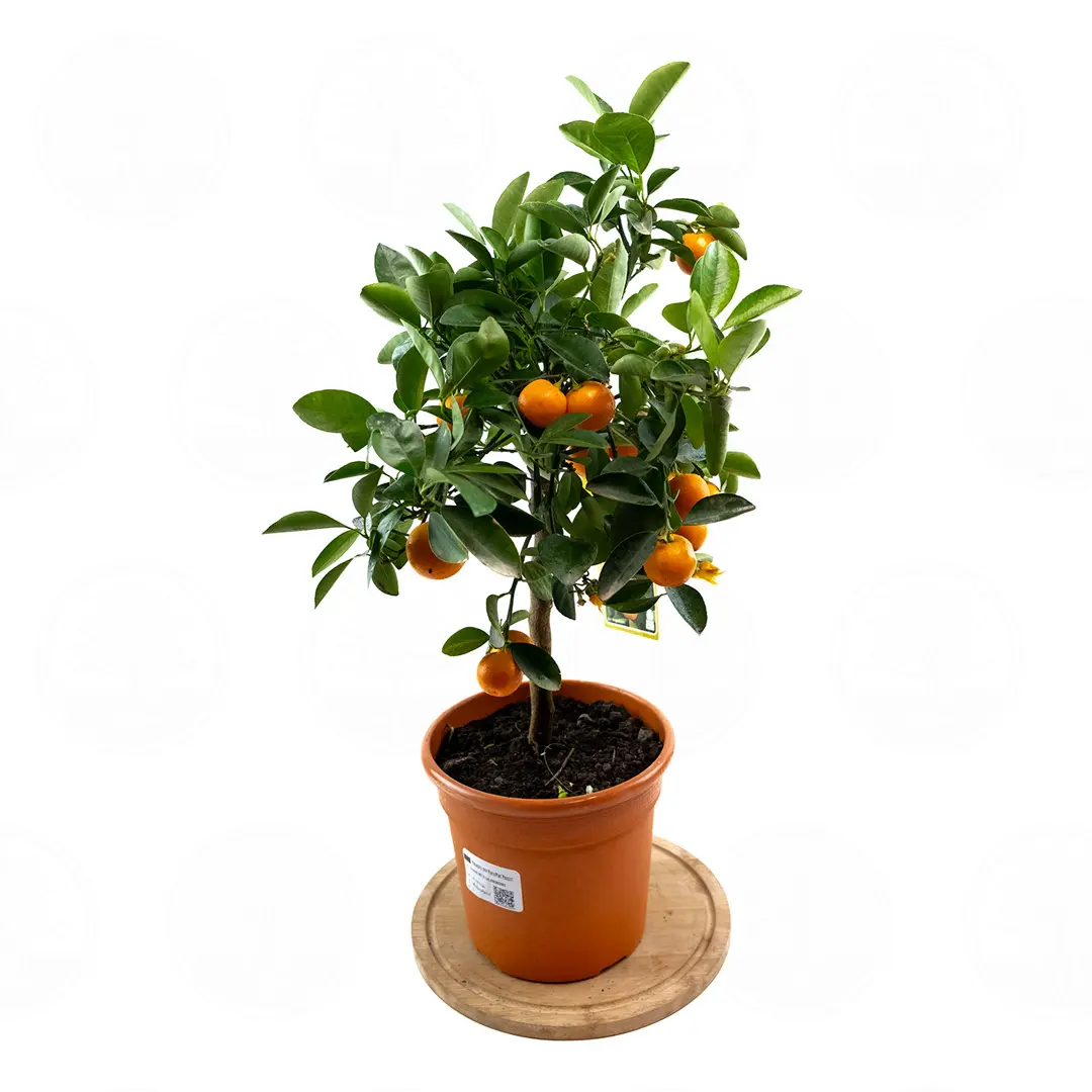 Каламондин / Calamondin — цитрусовое растение, детальное фото
