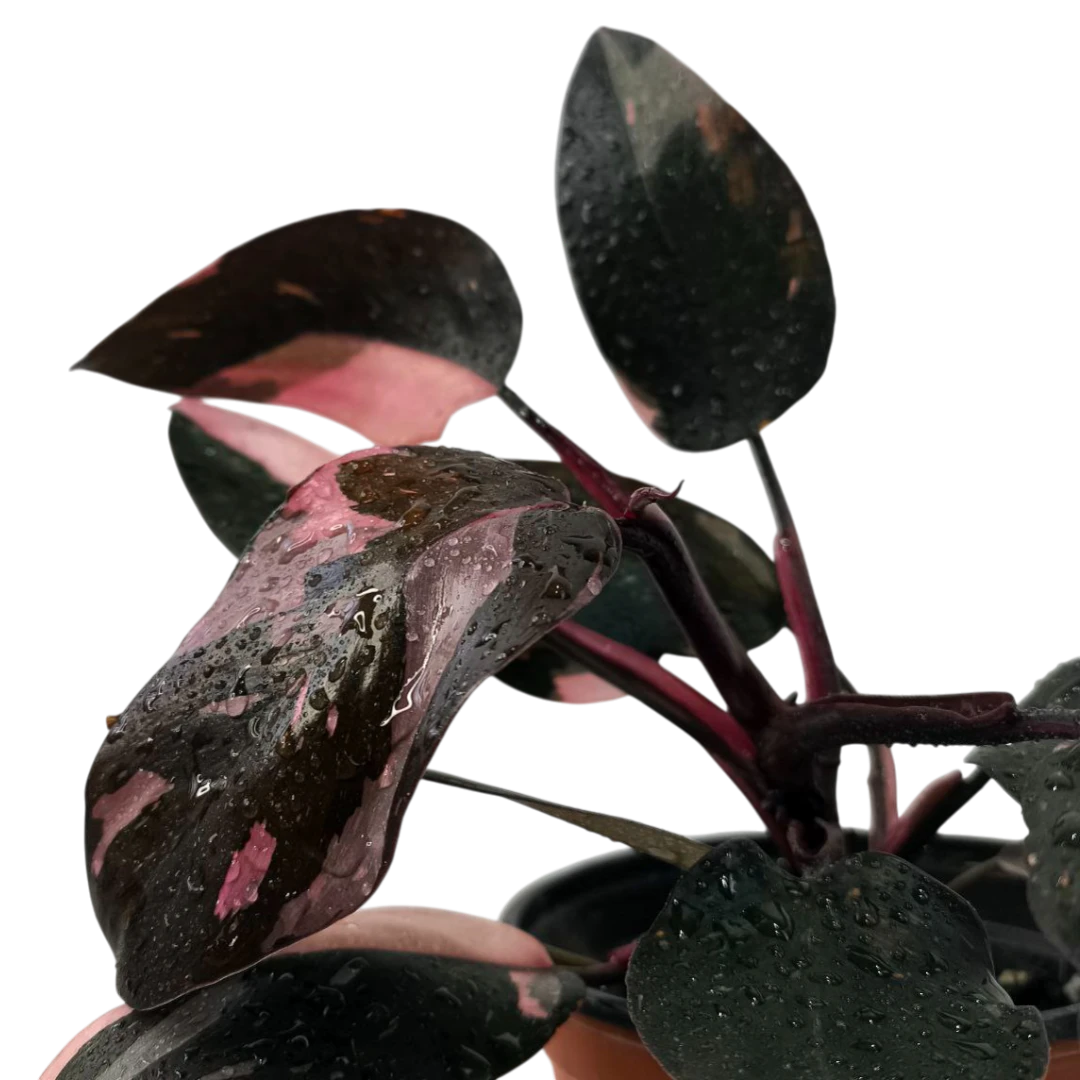 Филодендрон "Pink Marble" купить