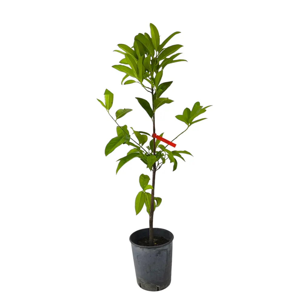 Сапота черная / Diospyros nigra