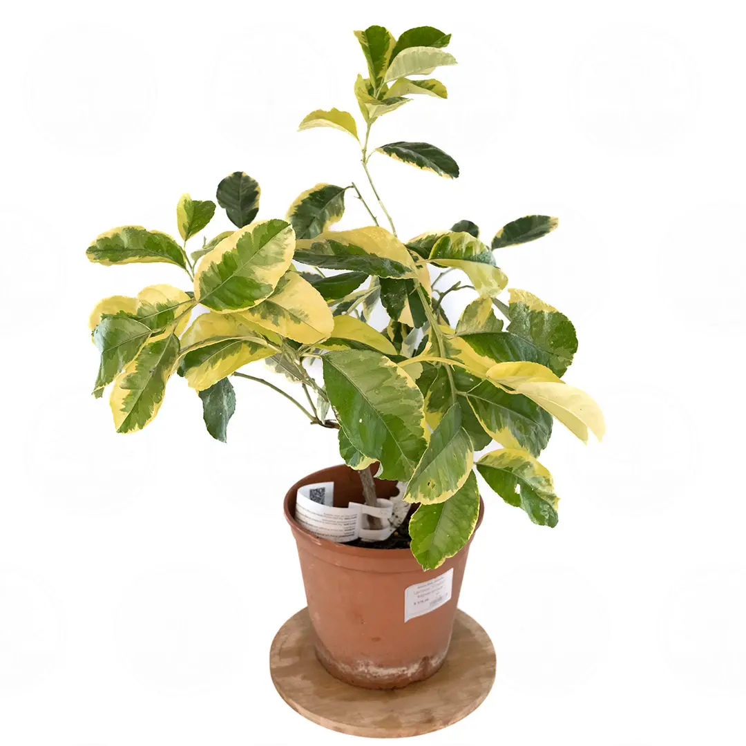 Цитрон Пиретто вариегатный / Citrus medica Piretto variegatis — цитрусовое растение, детальное фото
