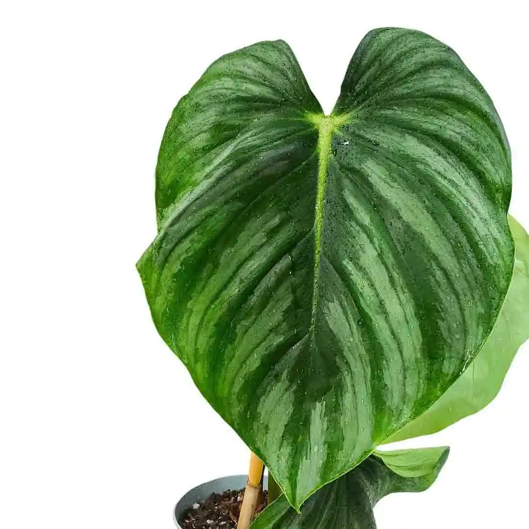 Филодендрон Пастазанум / Philodendron Pastazanum купить