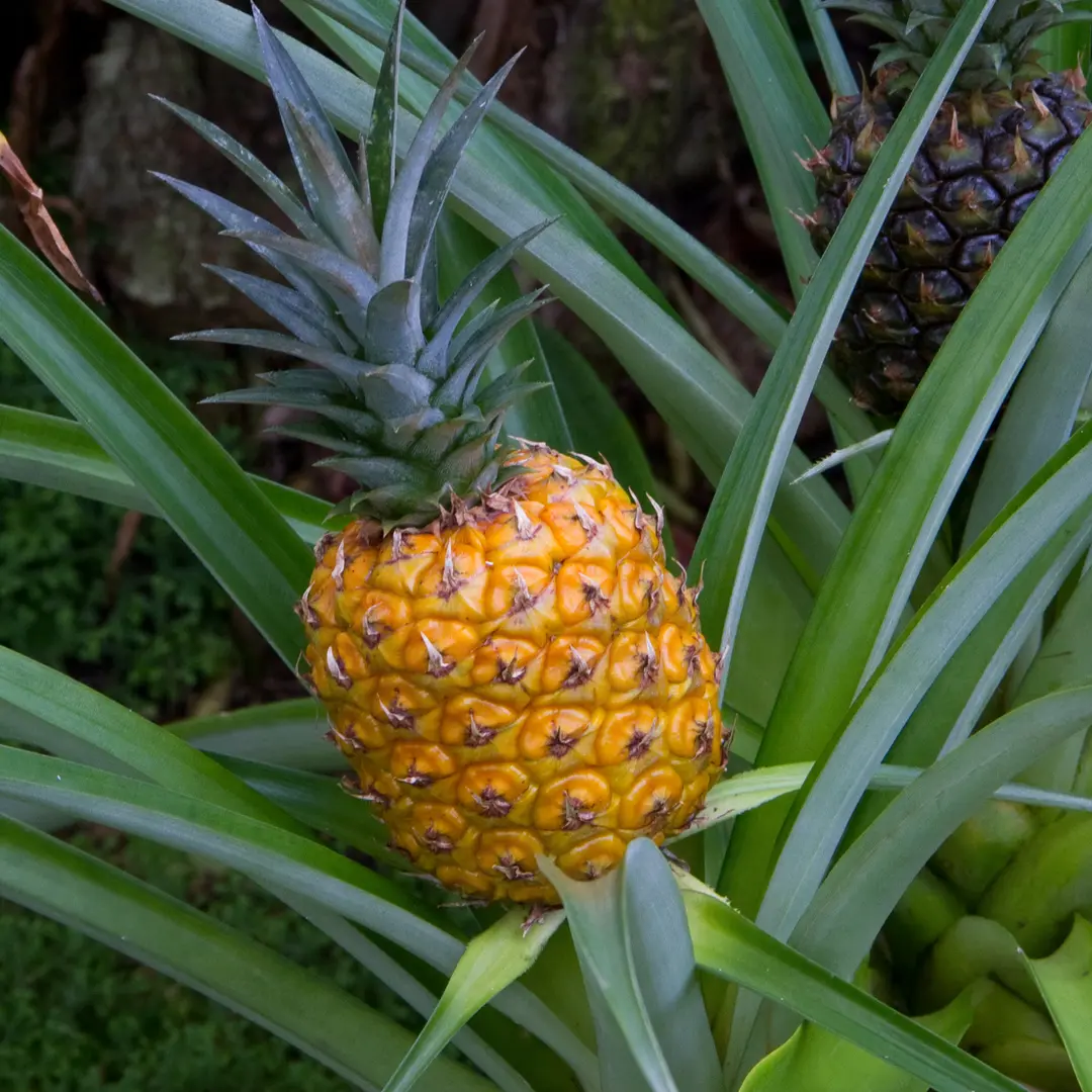 Ананас крупноплодный / Ananas comosus