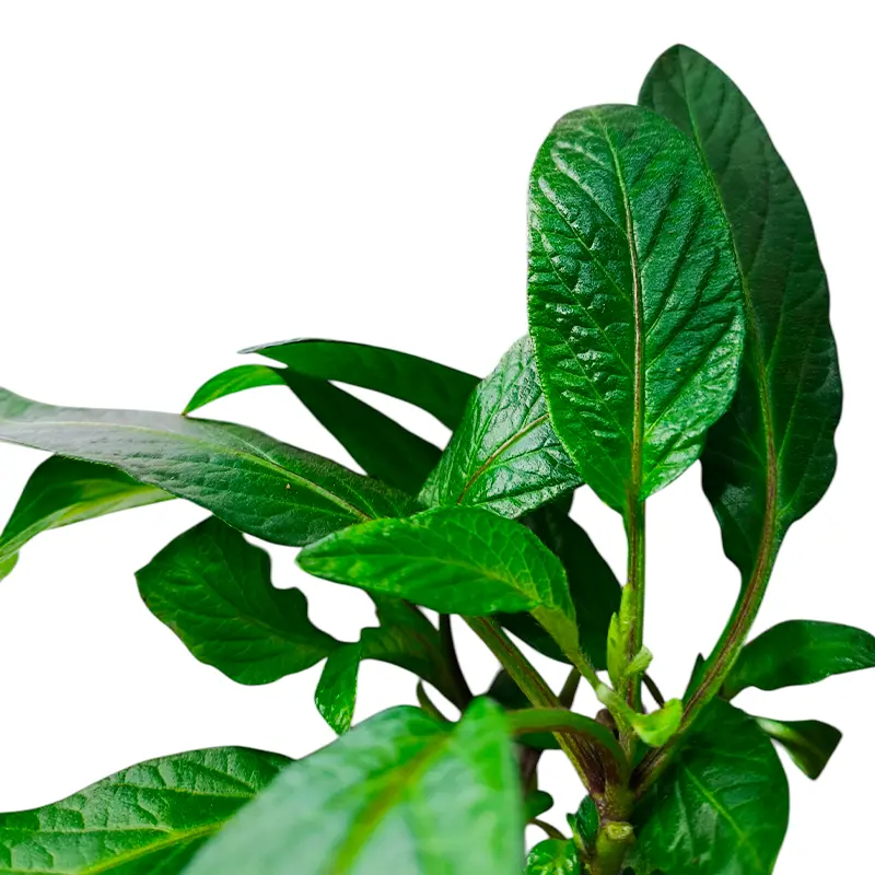 Пепино / Дынная груша / Solanum muricatum