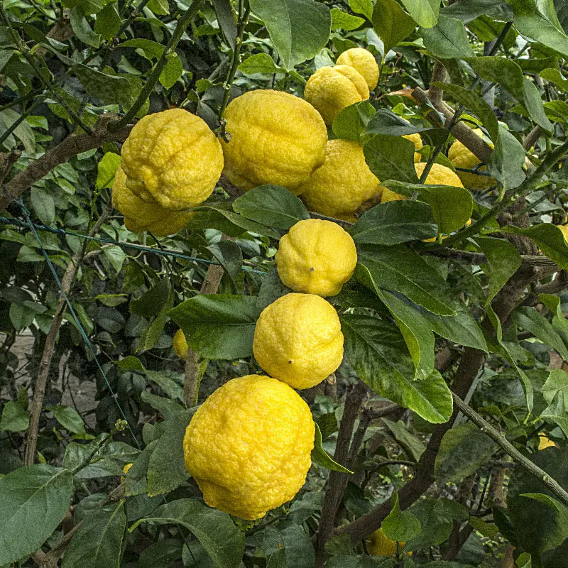Лимон Неаполь / Lemon otaitensis di Napoli — цитрусовое растение, детальное фото
