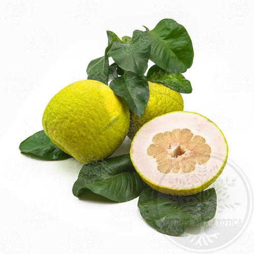 Помело Тимор / Pomelo Timor — цитрусовое растение, детальное фото
