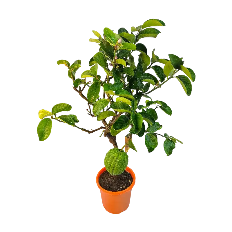 Цитрон Чедро Делла Чина / Citrus medica Cedro Della Cina — цитрусовое растение, детальное фото
