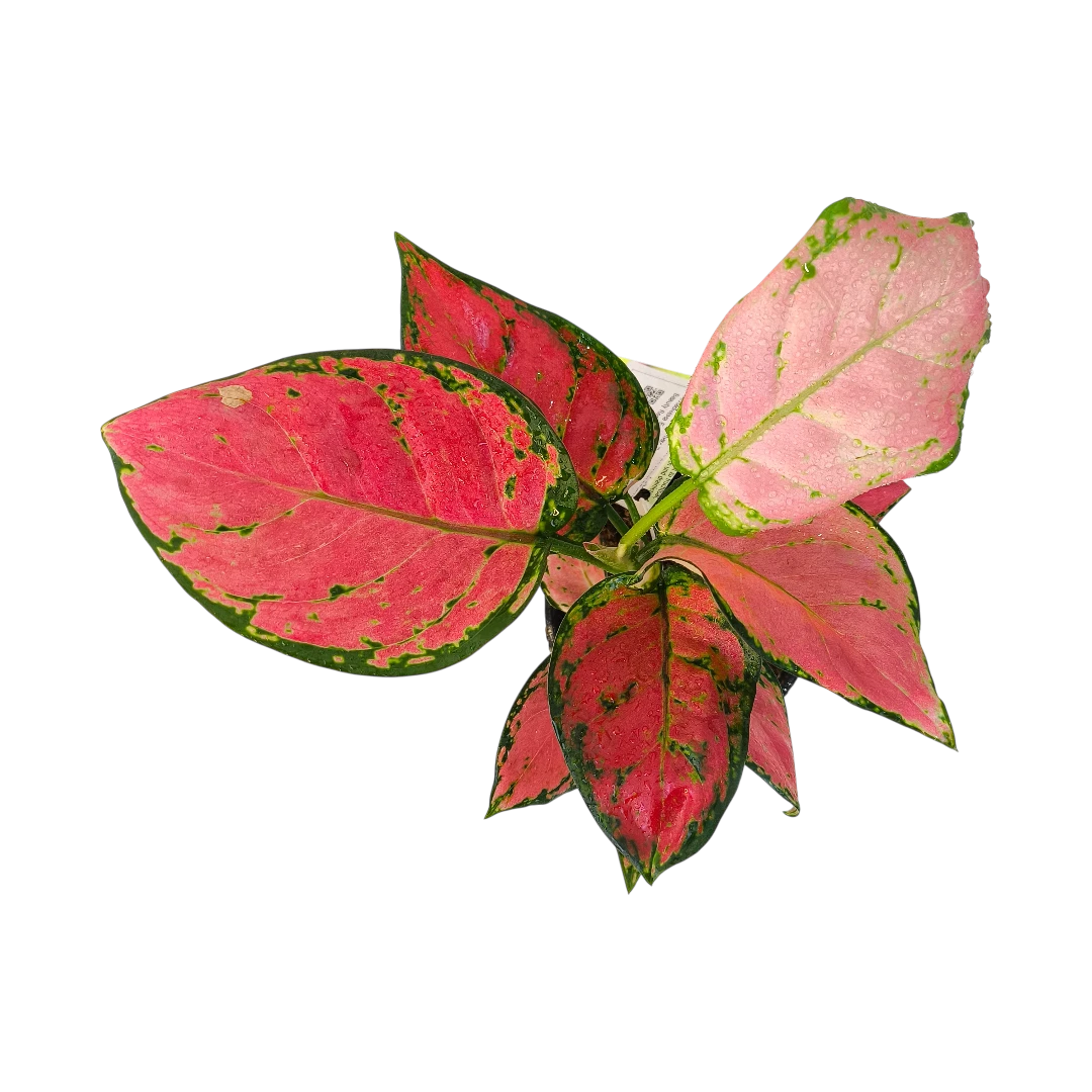 Аглаонема Бьюти Ред/ Aglaonema Beauty Red купить