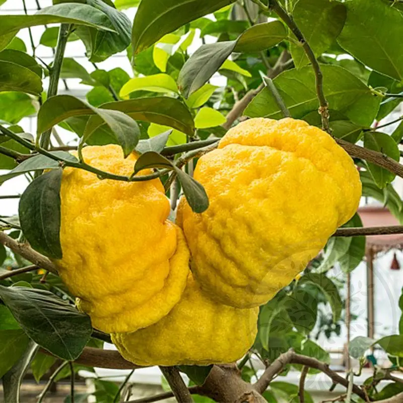 Цитрон вариегатный / Citrus medica variegatis — цитрусовое растение, детальное фото
