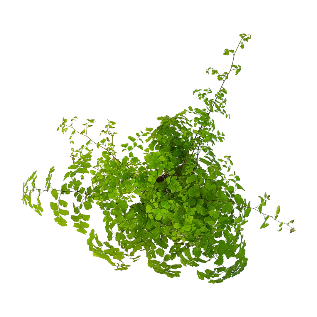 Адиантум радианум Fragrans / "Венерин волос"/Adiantum raddianum Fragrans купить