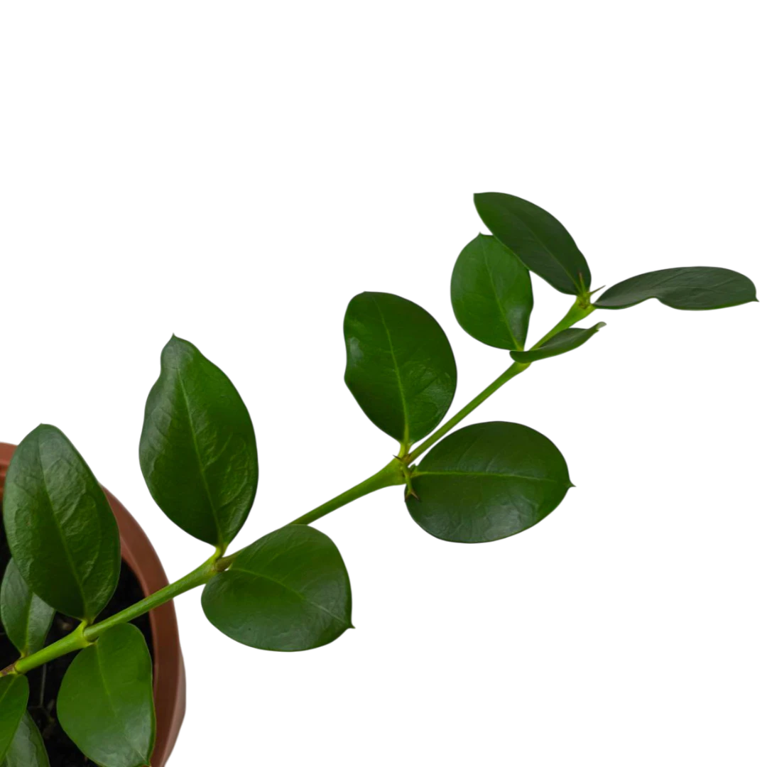 Карисса почвопокровная / carissa prostrata