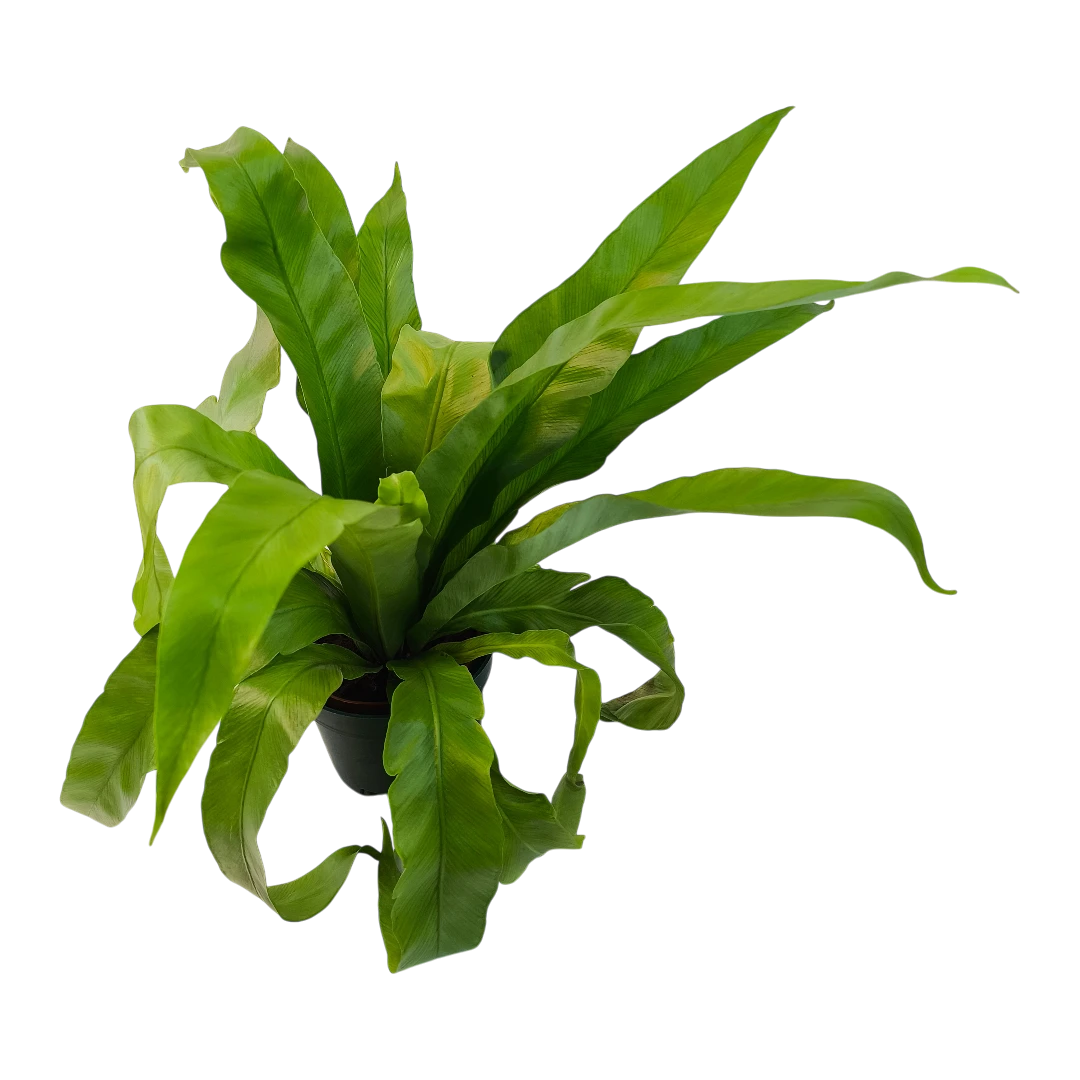 Асплениум Нидус/ Asplenium nidus купить