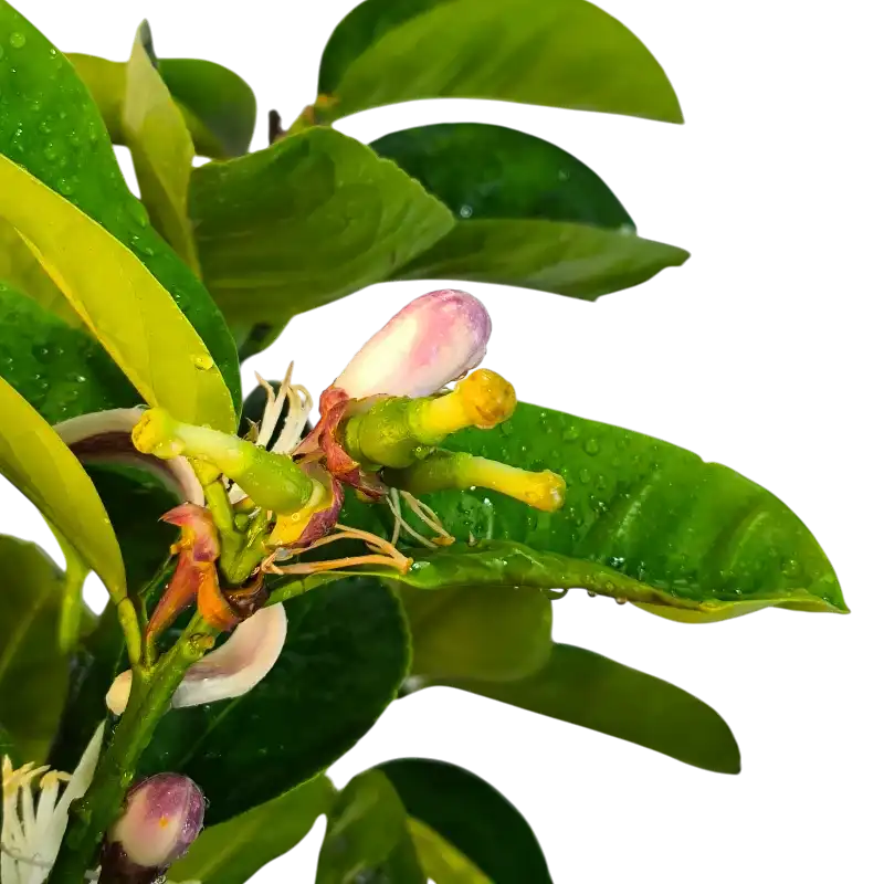 Цитрон Чедро Делла Чина / Citrus medica Cedro Della Cina — цитрусовое растение, детальное фото
