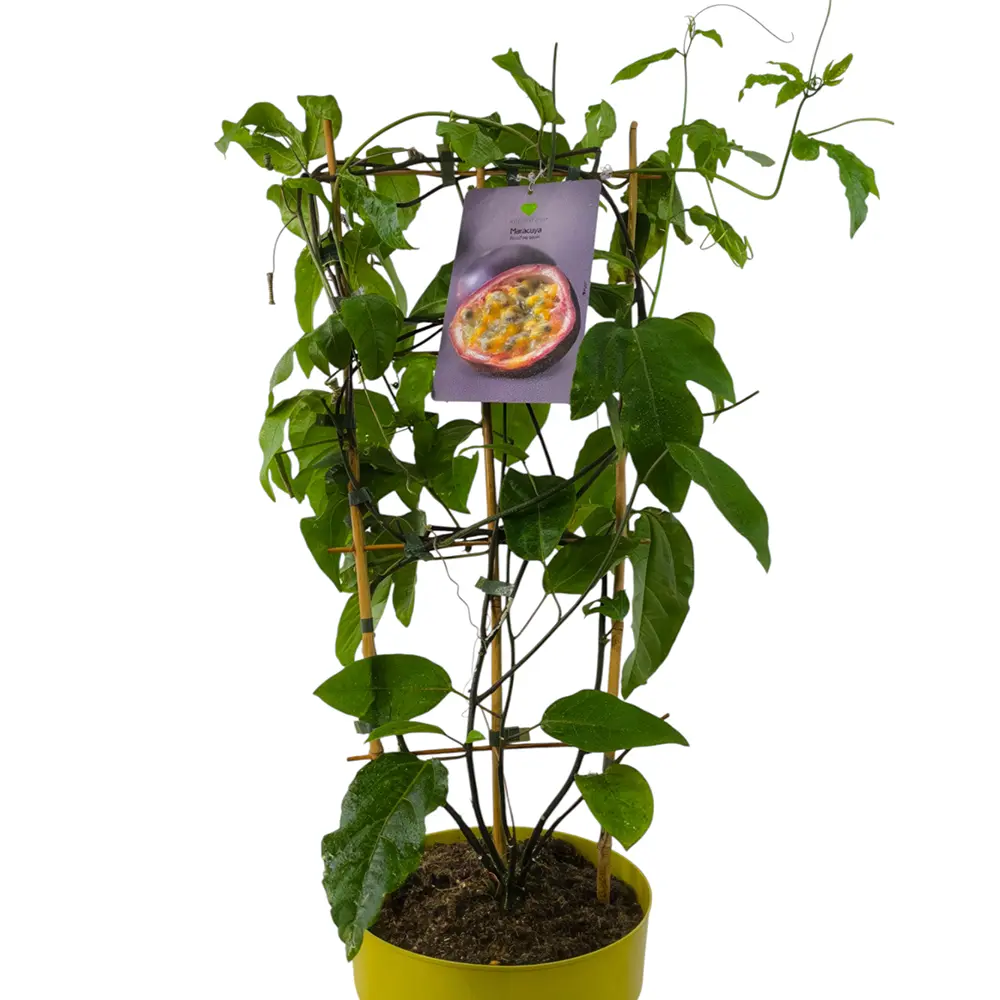 Маракуйя Эдулис / Passion fruit Edulis
