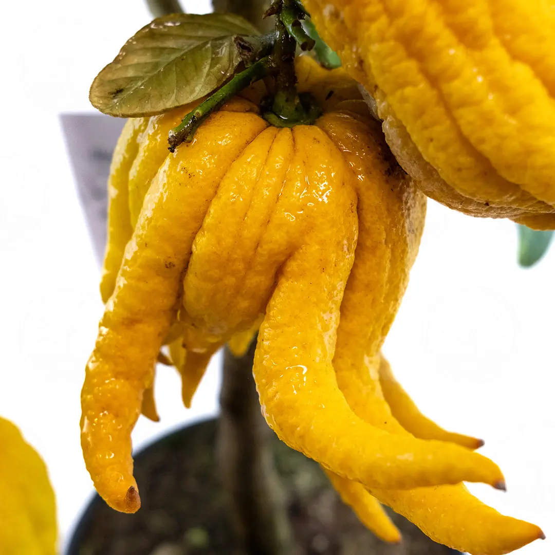 Цитрон Рука Будды / Citrus medica Digitata — цитрусовое растение, детальное фото
