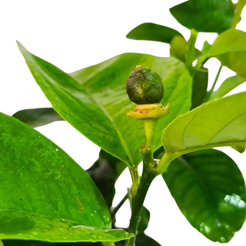 Цитрон Помпия / Citrus medica Pompia — цитрусовое растение, детальное фото

