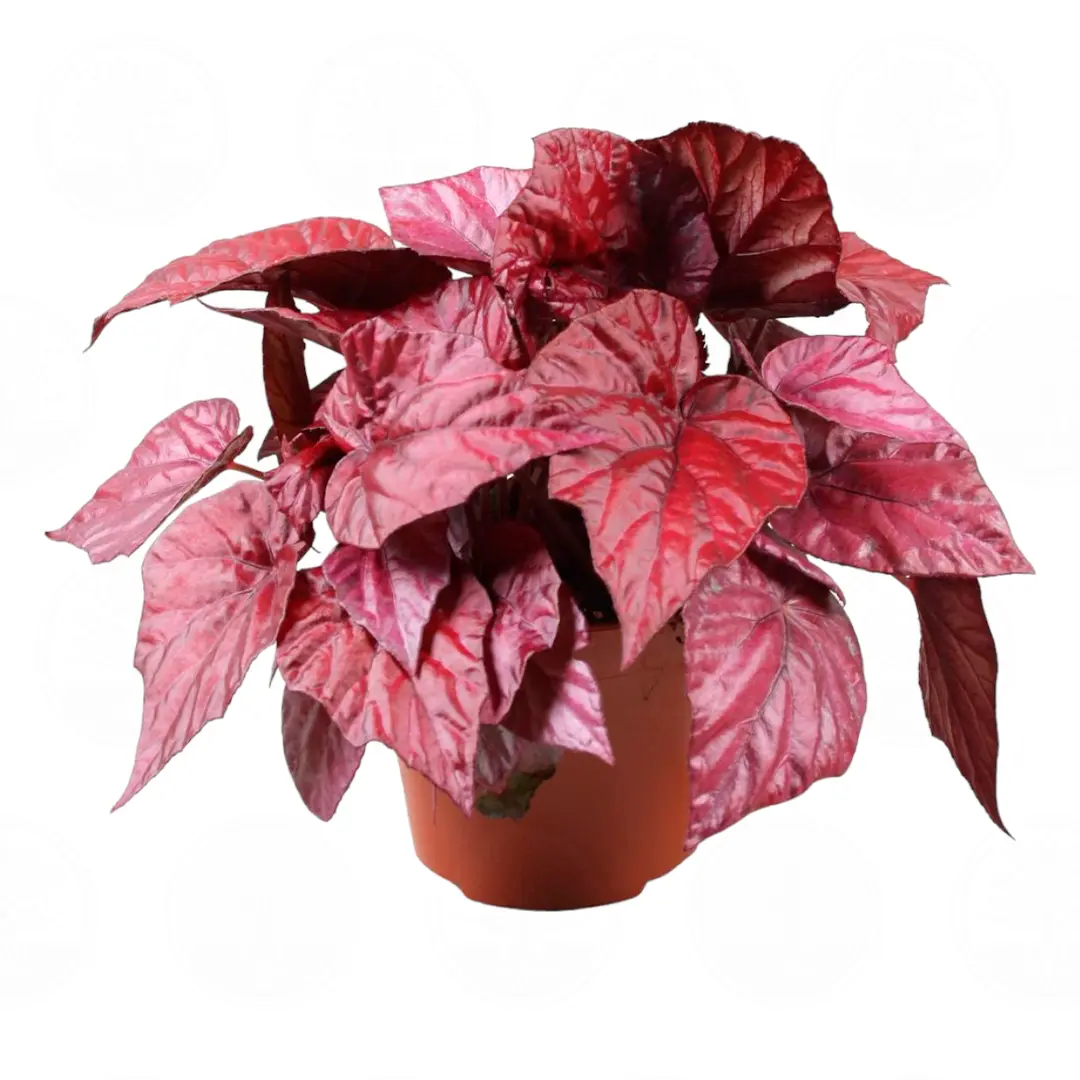 Бегония BELEAF INCA NIGHT купить