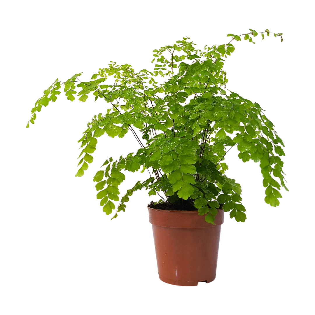 Адиантум радианум Fragrans / "Венерин волос"/Adiantum raddianum Fragrans купить