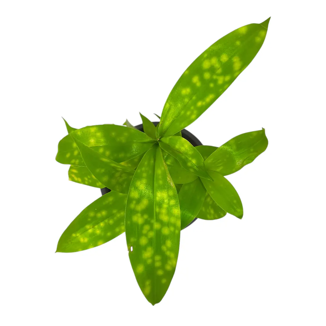 Драцена Суркулоза Санни Дей / Dracaena surculosa Sunny Day купить