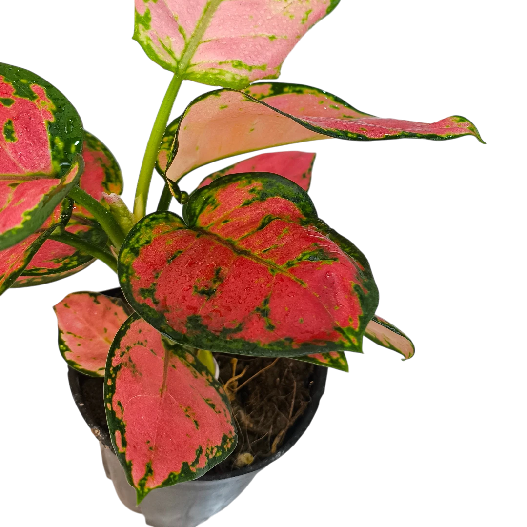 Аглаонема Бьюти Ред/ Aglaonema Beauty Red купить